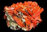 Bright Orange Crocoite Crystal Cluster - Tasmania #171691-3